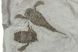 Three Eurypterus (Sea Scorpion) Fossils - New York #236955-3